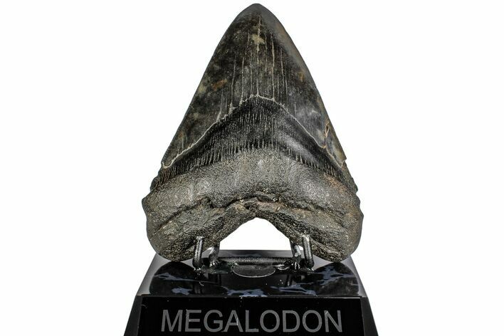 Fossil Megalodon Tooth - South Carolina #197884